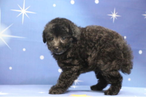 成約済の千葉県のトイプードル-72796の10枚目