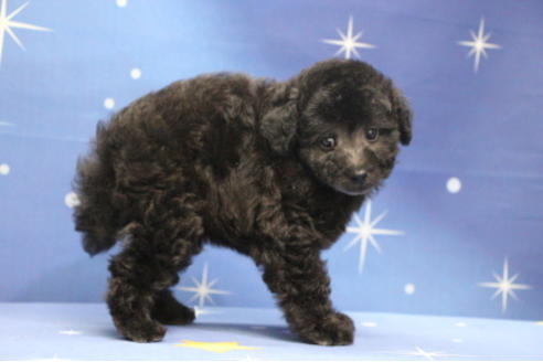 成約済の千葉県のトイプードル-72796の9枚目