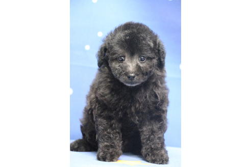 成約済の千葉県のトイプードル-72796の8枚目