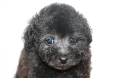 成約済の千葉県のトイプードル-72796の7枚目