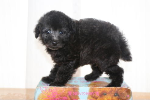 成約済の千葉県のトイプードル-72796の6枚目