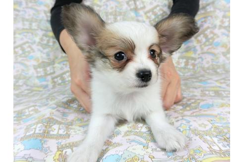 成約済の千葉県のパピヨン-73459の11枚目