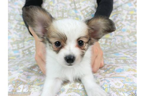 成約済の千葉県のパピヨン-73459の10枚目