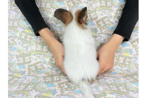 成約済の千葉県のパピヨン-73459の9枚目