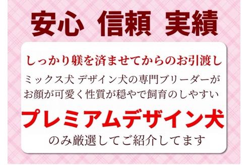 成約済の秋田県のチワマル:チワワ×マルチーズ-72055の5枚目