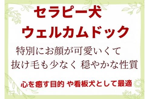 成約済の秋田県のミックス犬-73391の12枚目