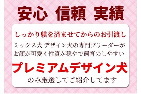 成約済の秋田県のミックス犬-73391の11枚目