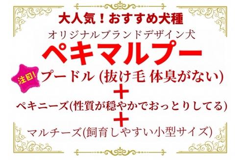 成約済の秋田県のミックス犬-73388の8枚目