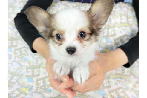 成約済の千葉県のパピヨン-73463の1枚目