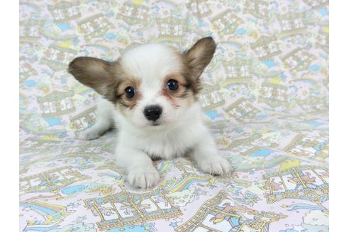 成約済の千葉県のパピヨン-73463の4枚目