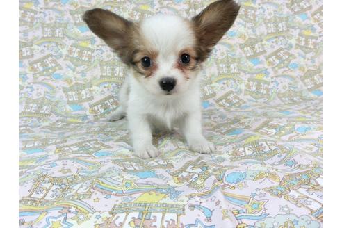 成約済の千葉県のパピヨン-73463の3枚目