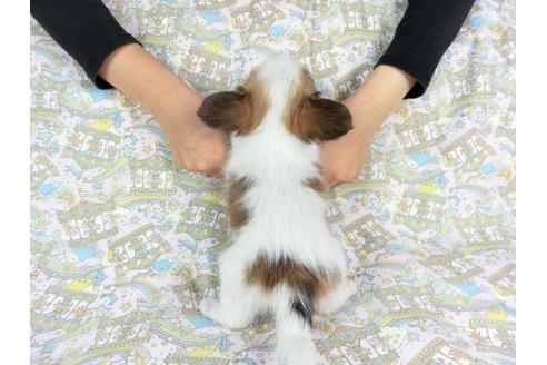 成約済の千葉県のパピヨン-73463の2枚目