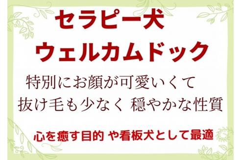 成約済の秋田県のチワマル:チワワ×マルチーズ-72055の4枚目