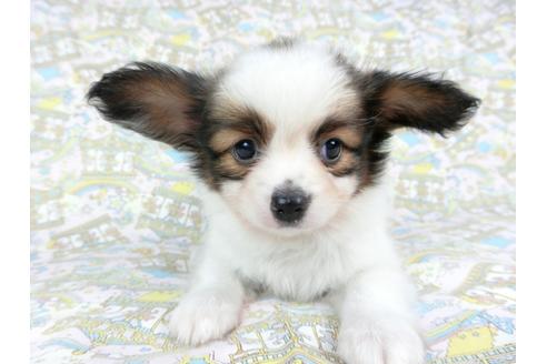 成約済の千葉県のパピヨン-73464の1枚目