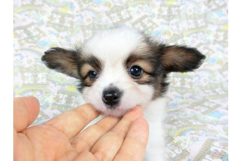 成約済の千葉県のパピヨン-73464の4枚目