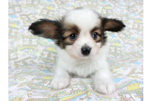 成約済の千葉県のパピヨン-73464の3枚目