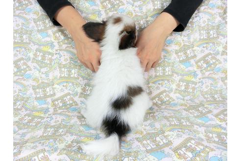 成約済の千葉県のパピヨン-73464の2枚目