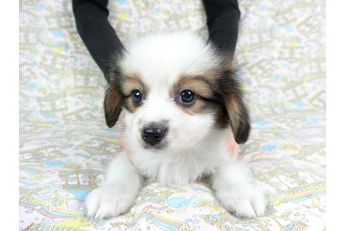 成約済の千葉県のパピヨン-73466の1枚目