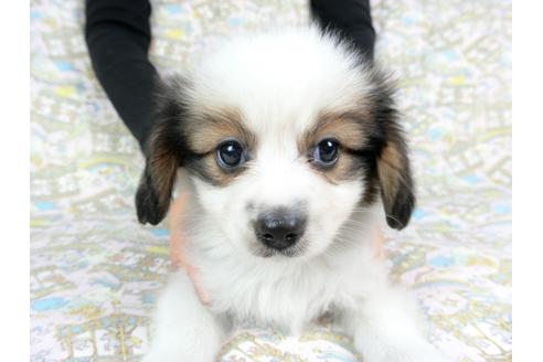 成約済の千葉県のパピヨン-73466の4枚目