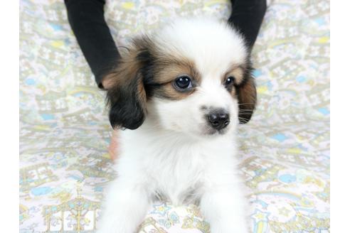 成約済の千葉県のパピヨン-73466の3枚目