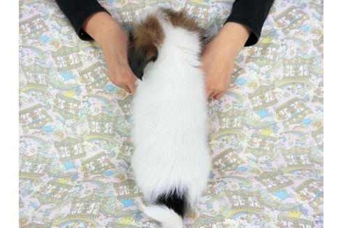 成約済の千葉県のパピヨン-73466の2枚目