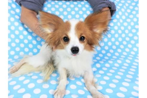 成約済の千葉県のパピヨン-73467