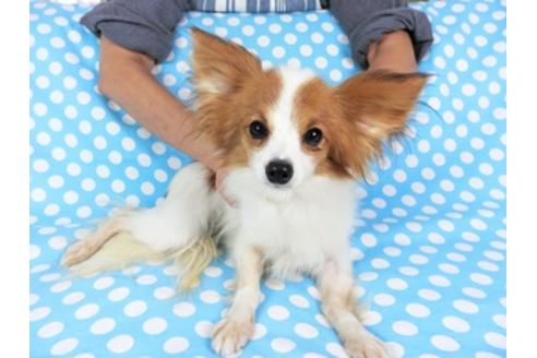 成約済の千葉県のパピヨン-73467の4枚目