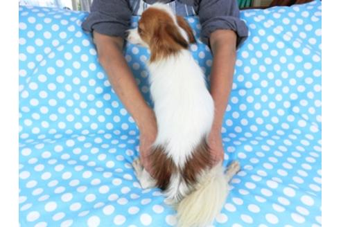 成約済の千葉県のパピヨン-73467の2枚目