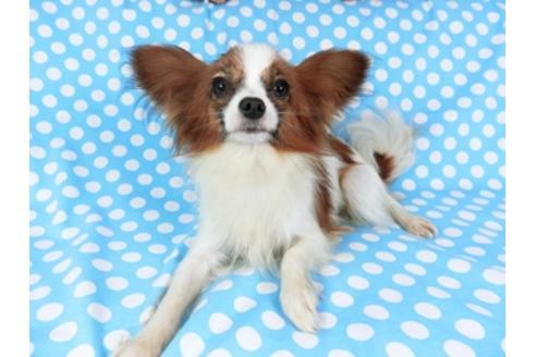 成約済の千葉県のパピヨン-73468