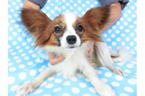 成約済の千葉県のパピヨン-73468の2枚目