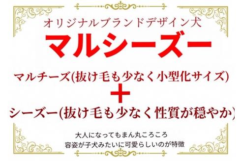 成約済の秋田県のミックス犬-73015の9枚目