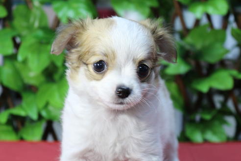 成約済の京都府のチワワ(ロングコート)-71730