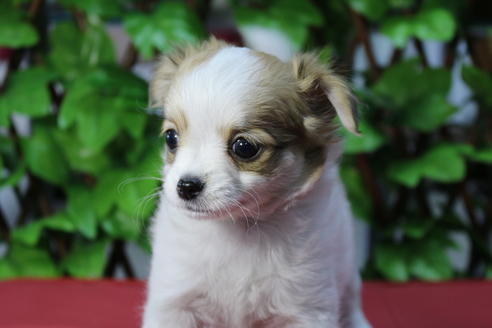 成約済の京都府のチワワ(ロングコート)-71730の2枚目