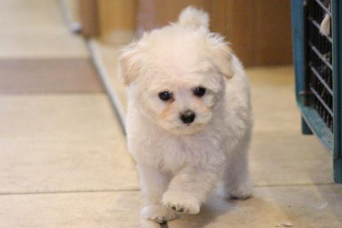 成約済の愛知県のトイプードル-70899の1枚目