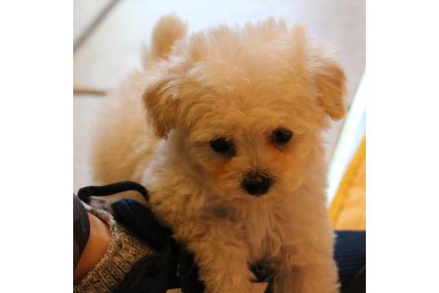 成約済の愛知県のトイプードル-70899の6枚目