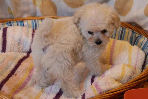 成約済の愛知県のトイプードル-70899の5枚目