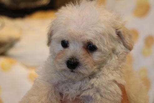 成約済の愛知県のトイプードル-70899の4枚目