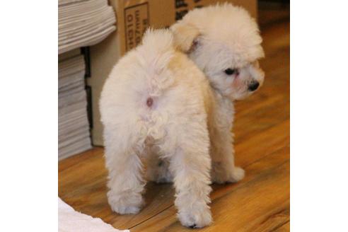 成約済の愛知県のトイプードル-70899の3枚目