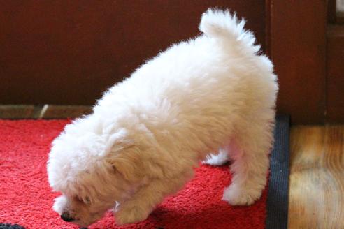 成約済の愛知県のトイプードル-70899の2枚目