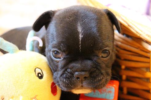 成約済の愛知県のフレンチブルドッグ-72084の16枚目