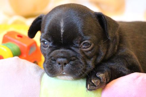 成約済の愛知県のフレンチブルドッグ-72084の15枚目