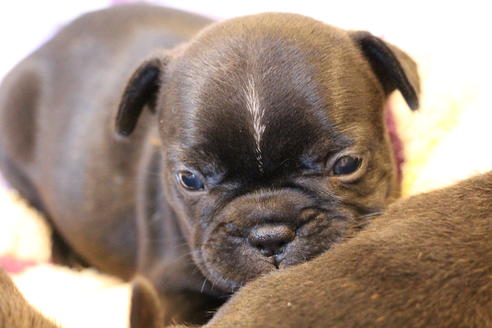 成約済の愛知県のフレンチブルドッグ-72084の14枚目