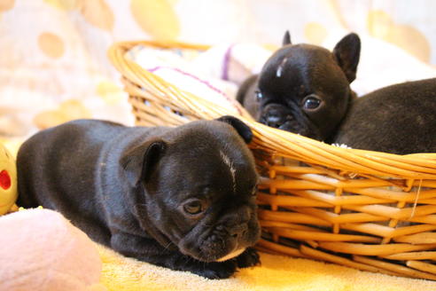 成約済の愛知県のフレンチブルドッグ-72084の13枚目