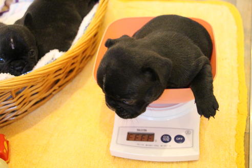 成約済の愛知県のフレンチブルドッグ-72084の12枚目