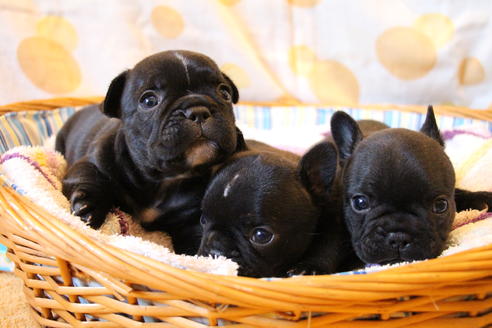 成約済の愛知県のフレンチブルドッグ-72084の11枚目