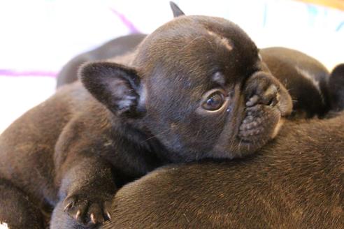 成約済の愛知県のフレンチブルドッグ-72083の12枚目