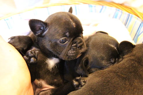 成約済の愛知県のフレンチブルドッグ-72083の11枚目