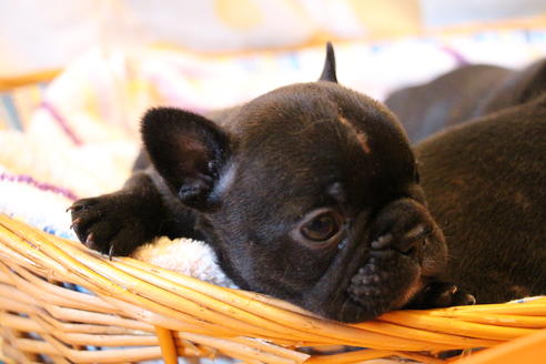 成約済の愛知県のフレンチブルドッグ-72083の10枚目