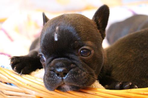 成約済の愛知県のフレンチブルドッグ-72083の9枚目