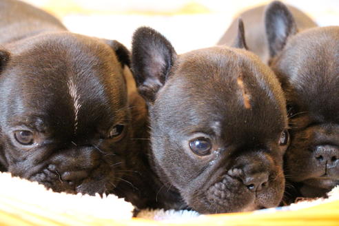 成約済の愛知県のフレンチブルドッグ-72083の8枚目